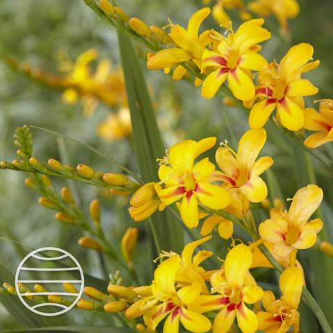 Crocosmia Hot Spot, gold six-petaled open flowers with dark red at the center 