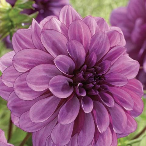 Dahlia Blue Bell, light purple double with round-ended petals