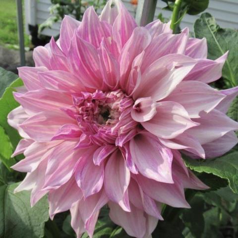 Dahlia Cafe au Lait Royal, pink double with pointed-end petals