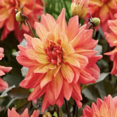 Dahlia Camelot, double with warm orange to light gold petals