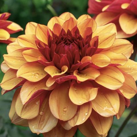 Dahlia Creme de Cognac, dark gold with wide rounded petals, darker near center