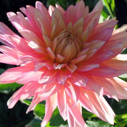 Dahlia Extase, warm pink double with long pointed petals