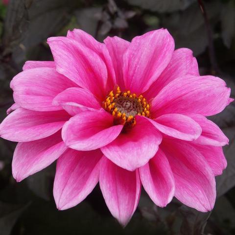 Dahlia Fascination, double row of bright pink rounded petals