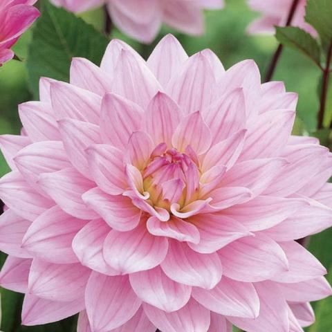 Dahlia Karma Prospero, very light pink waterlily-like flower