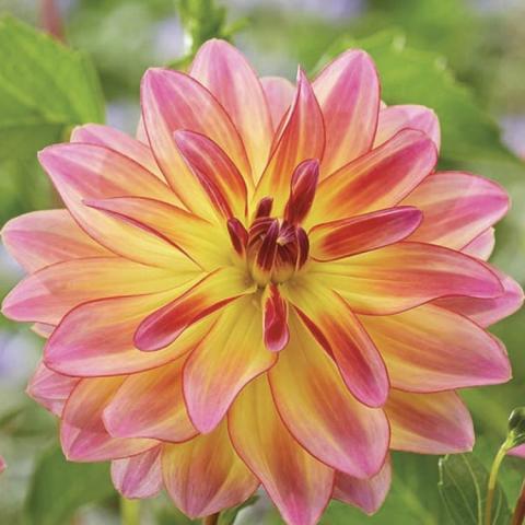 Dahlia Pacific Ocean, double with yellow petals, ends blending to pink