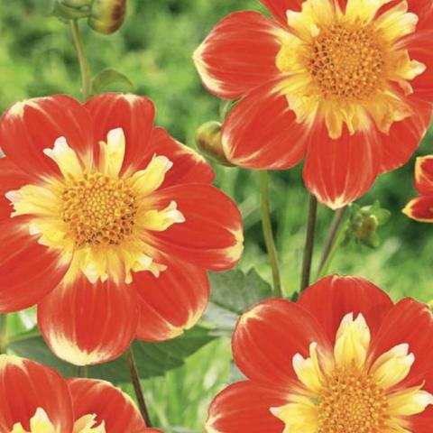 Dahlia Pooh, single dark orange with light orange smaller petals around the gold center