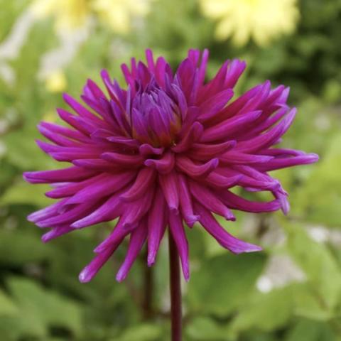 Dahlia Purple Gem, red violet long quill-like petals