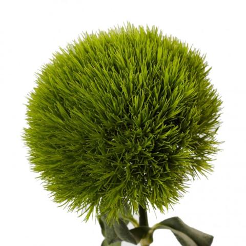 Dianthus Kiwi Mellow Cool, completely green ball of fuzz