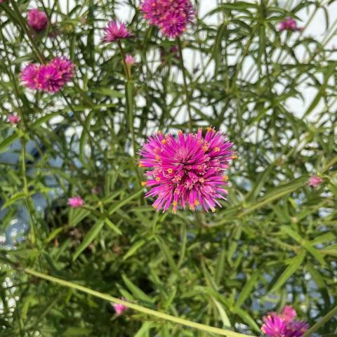 Gomphrena Fireball Pink, balls of magenta with little orange bits interspersed