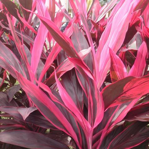 Cordyline Ruby, long narrow leaves with dark pink and maroon leaves