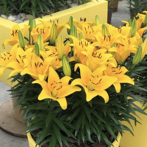 Lilium Tiny Bee, yellow up-facing flowers