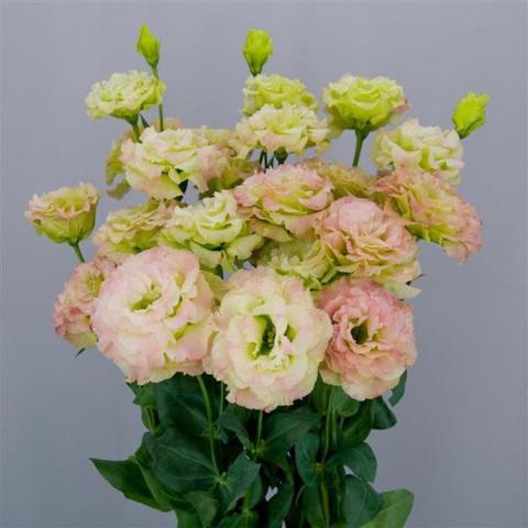 Lisianthus Celeb2 Pink Diamond, light green to light pink double rose-like flowers
