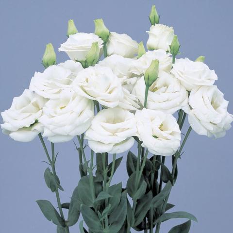 Lisianthus Rosita3 White, double white rose-like flowers