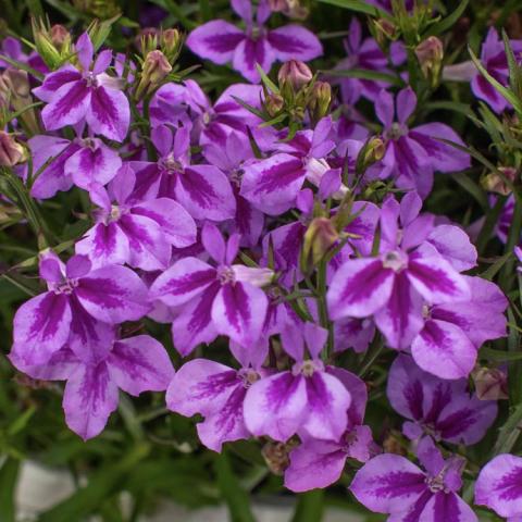 Lobelia Firefly Pink, three-petaled two-tone light and dark petaled flowers