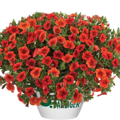 Calibrichoa Colibri Orange, dark orange mini petunias