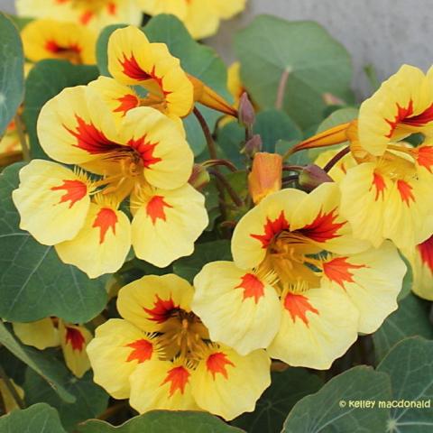 Nasturtium Peach Melba, light yellow with orange spots around the open throat