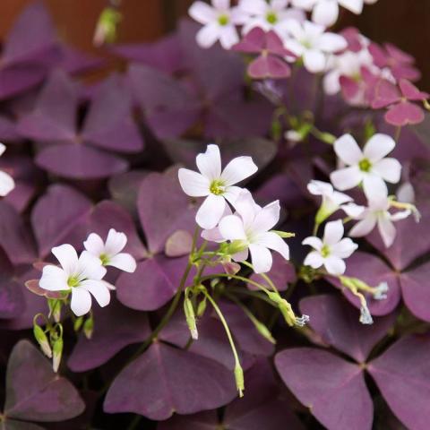 Oxalis triangularis, large dark purple shamrocks and small white flowers