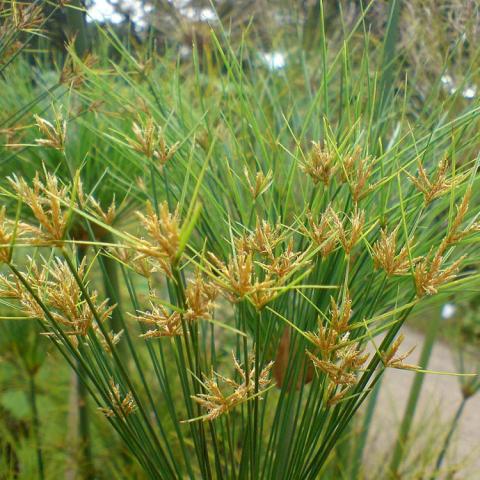 Giant Egyptian papyrus, green umbrella-like grass heads