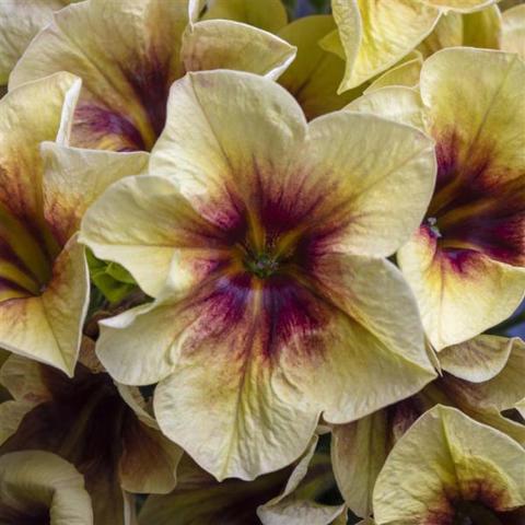 Petunia Crazytunia Bananarama, light cream blending to purple in the center