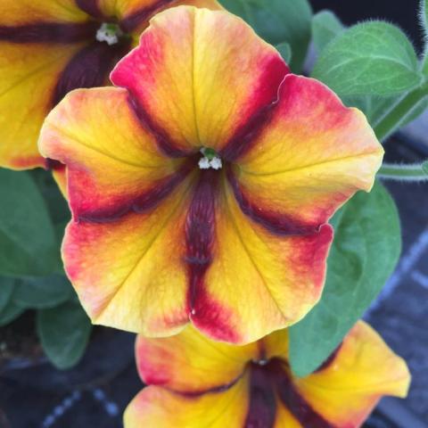 Petunia Crazytunia Citrus Hill, cartwheel of colors: yellow, blush, dark purple
