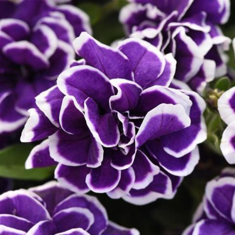 Petunia Frosted Sapphire, double that looks like a flouncy dress, purple with white edges