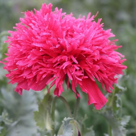 Papaver Gatterman Heirloom, raggedy dark pink very double flower