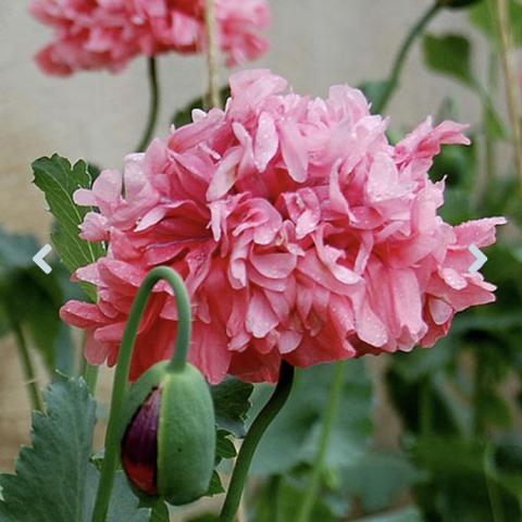 Papaver Heritage Farm Pink, flouncy pink double 