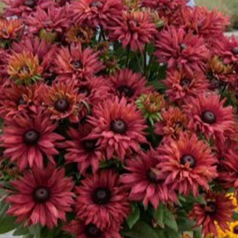 Rudbeckia Rodeo Red, double row of dark red petals around a brown center