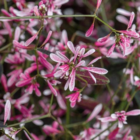 Euphorbia Starblast Pink, small narrow petals in pink like snowflakes