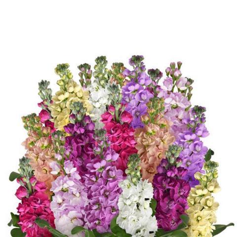 Stock Column Mix, many upright stems of colorful flowers 
