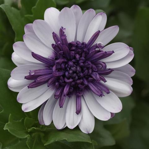 Osteospermum 4D Violet Ice, white daisy with a center like a separate purple flower
