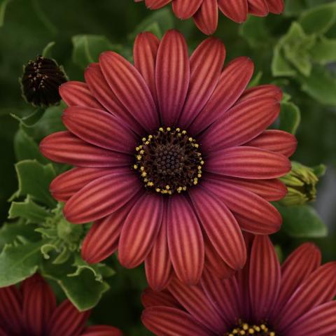 Osteospermum Zion Red, orange to red daisy, dark center