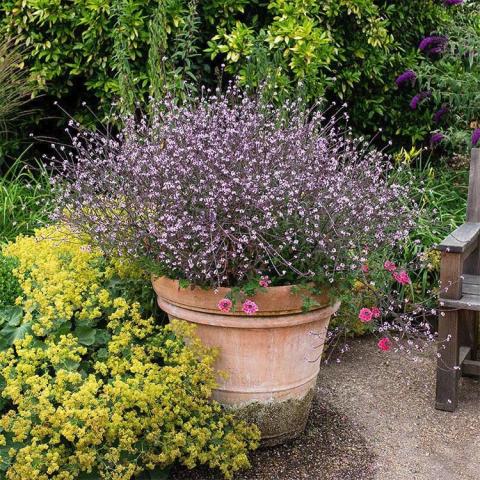 Verbena Bampton, tiny lavender flowers cover a plant in a terra cotta pot