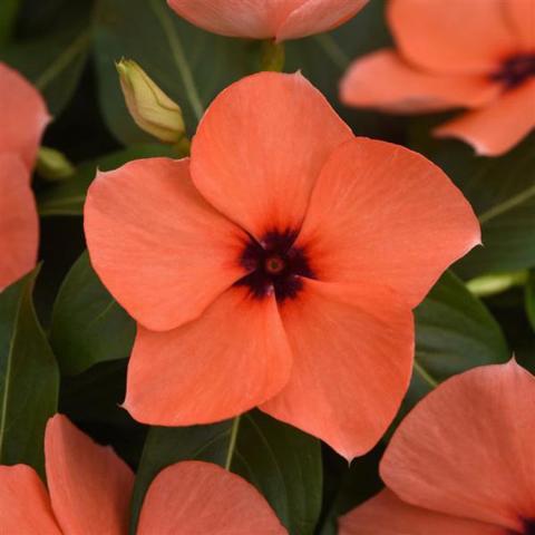 Vinca Tattoo Orange, flat-faced simple orange flower with a black eye