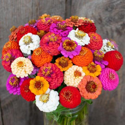 Dahlia-Flowered Zinnias, bouquet of many-colored zinnias