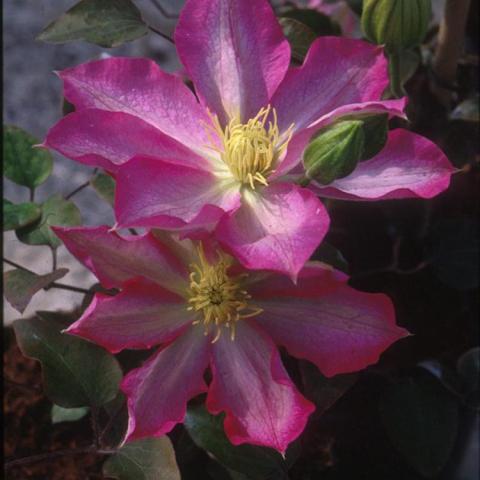 Clematis Asao, dark pink-magenta single flowers with a white streak at petal centers, gold stamens