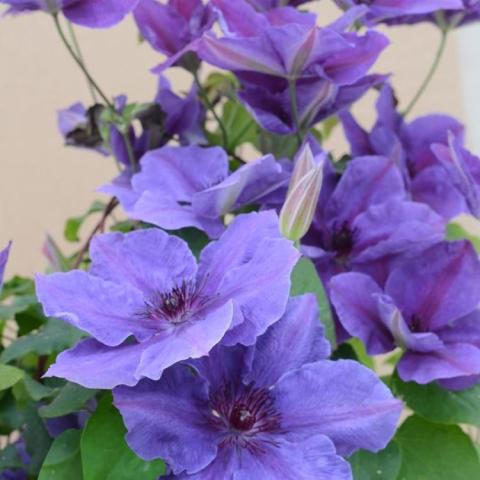 Clematis Ravel, blue-lavender single flowers