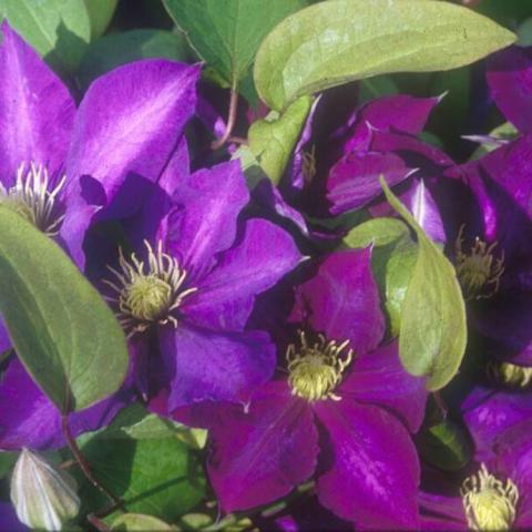 Clematis Daniel Deronda, purple single flowers