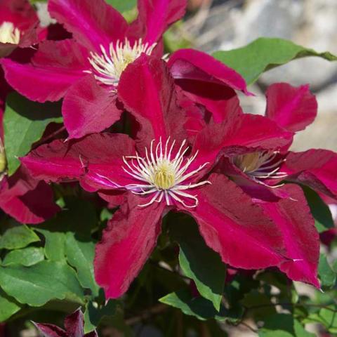 Clematis Elpis, dark red five-petaled flowers with gold stamens