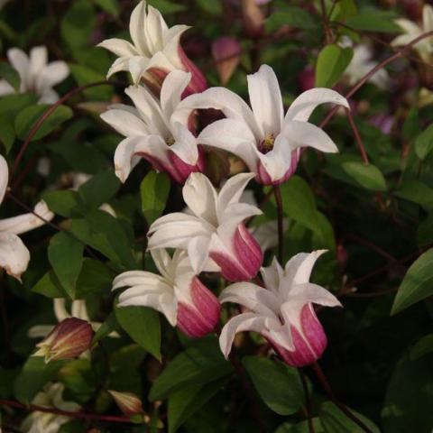 Clematis Princess Kate, tulip-shaped flowers are white with plum reverse