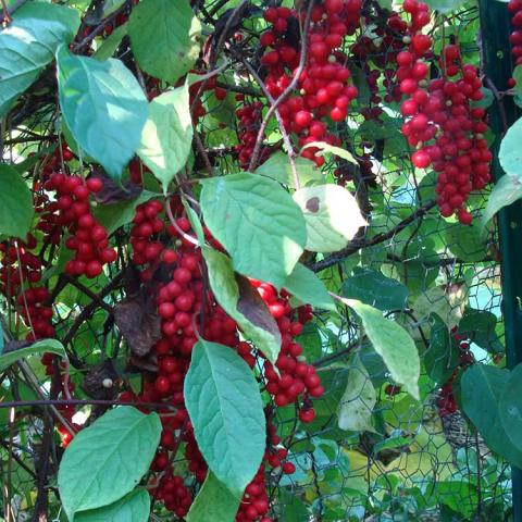 Schisandra chinensis, clusters of red berries and long simple green leaves