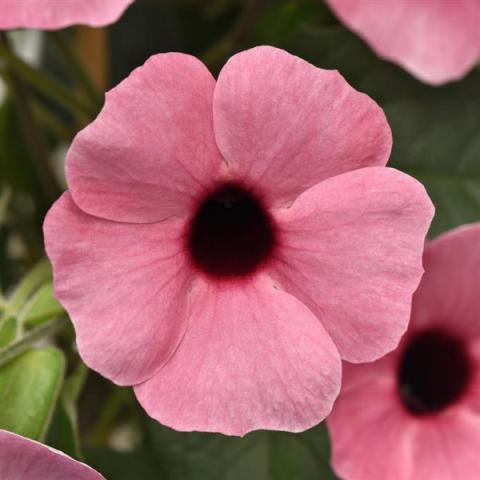 Thunbergia Rose Sensation, dark-eyed open flower pastel pink
