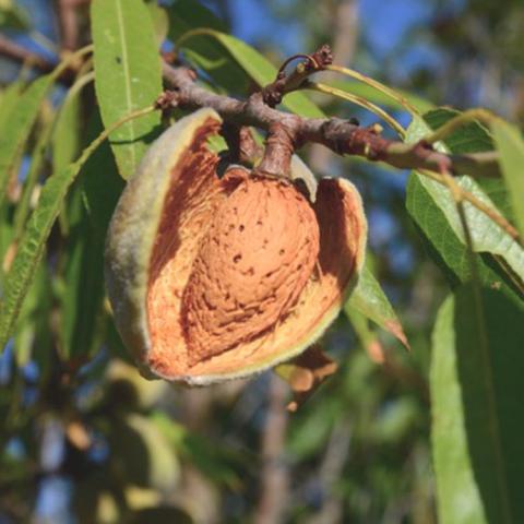 Nikita's Pride almond, tan almond growing on a tree