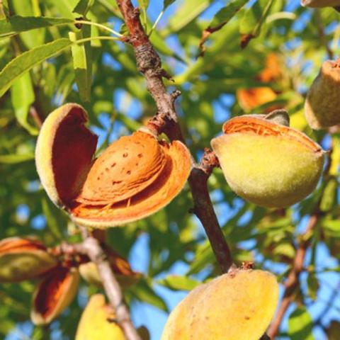 Primavera almond, tan almonds growing on a tree