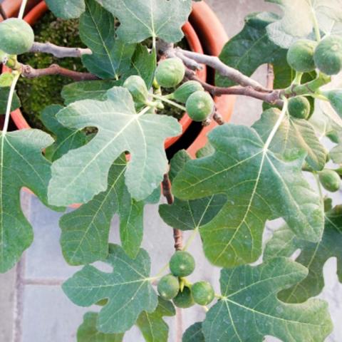 Ficus carica Fignomenal, small fig tree with rounded divided leaves