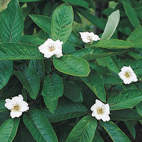 Mespilus germanica, green leaves and simple white flowers