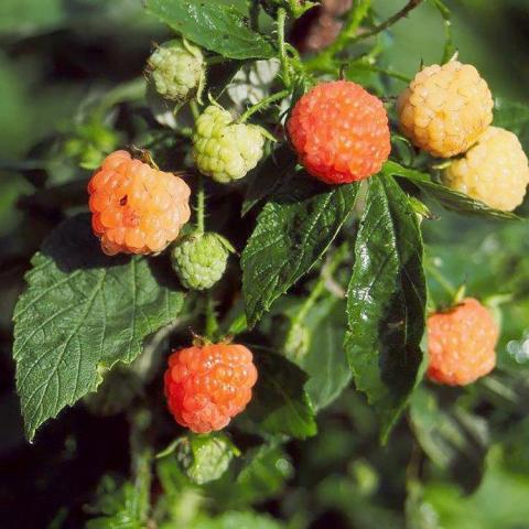 Rubus Fall Gold, yellow to blush pink raspberries