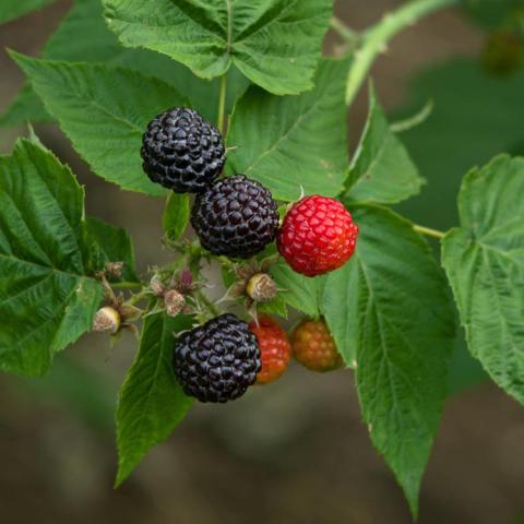 Rubus Jewell, black raspberries