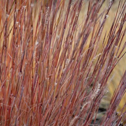 Little Bluestem Blaze, vertical blades of grass in dark rusty red