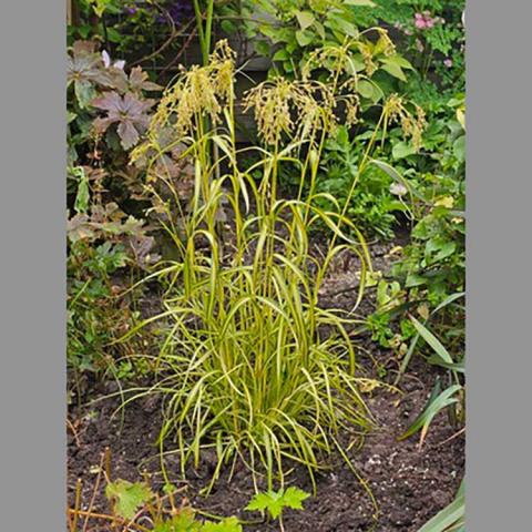Scirpus Stars and Stripes, vertical grass with yellow stripes edged with green